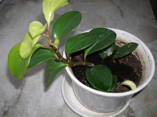 Desert privet